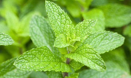 Bio Pfefferminz Tee, 20 gr.